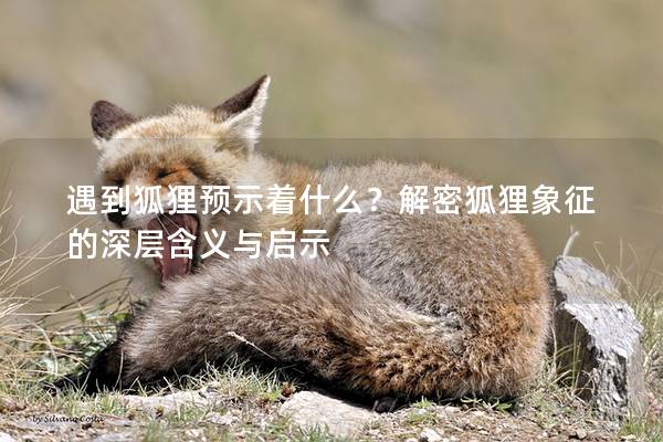 遇到狐貍預(yù)示著什么？解密狐貍象征的深層含義與啟示